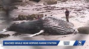 Dead Whale Washes Ashore at Lovers Point: Photos and Marine Safety Response