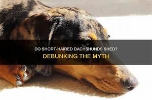 Debunking the Yappy Myth: Do Dachshunds Truly Bark More Than Other Breeds?