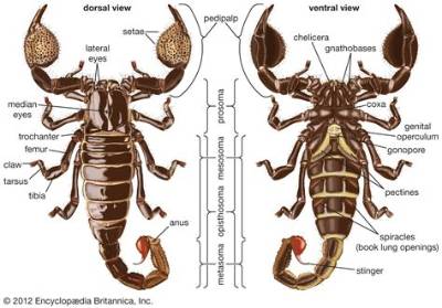 How Do Scorpions Mate? the Complete Biological Guide to Courtship