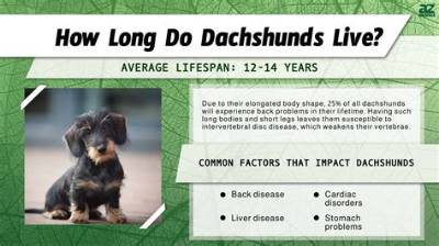 How Long Do Dachshunds Really Live? the Surprising Truth Behind Their Longevity