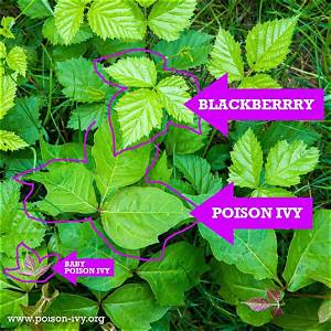 How to Get the Beach Poison Ivy Skin in Fortnite: Price, Bundle & Npc Guide