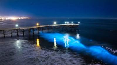 San Diego Bioluminescence Tracker: Live Sightings, Timing, and Crowds
