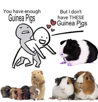 The Los Guinea Pig Meme Explained: Everything to Know About the Trend Taking over the Internet