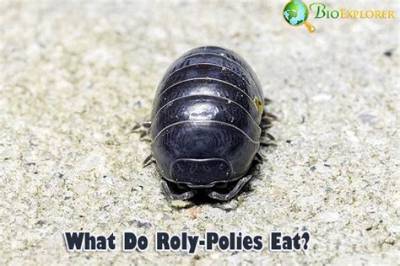 What Do Rolly Pollies Drink? the Complete Hydration and Pet Care Guide